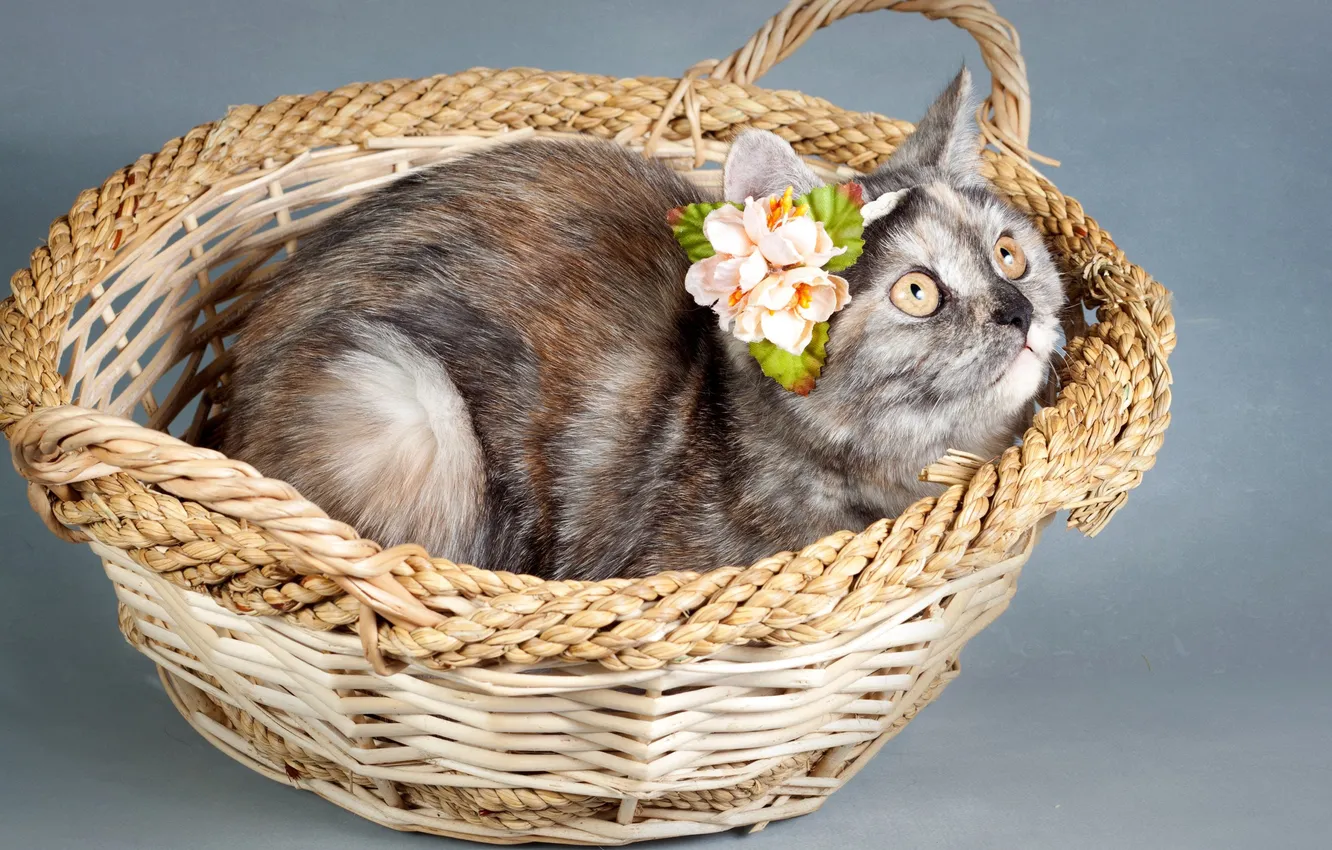 Photo wallpaper cat, look, decoration, flowers, pose, grey, kitty, grey background