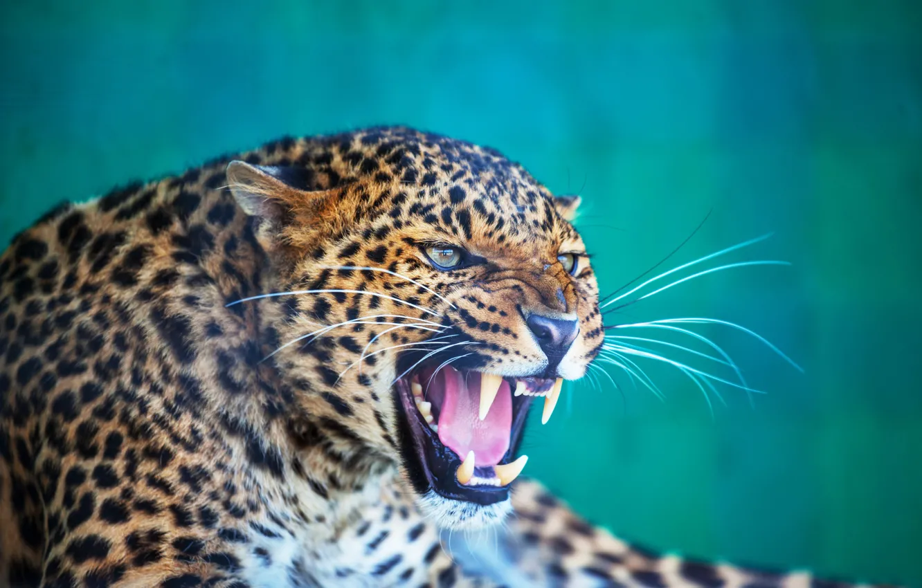Photo wallpaper look, face, portrait, mouth, leopard, grin, evil, blue background