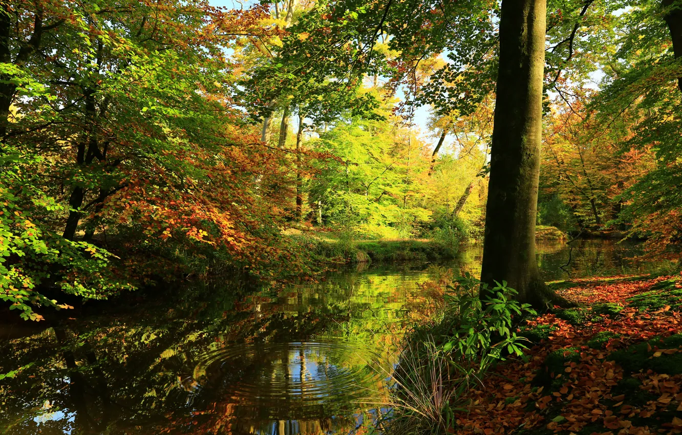 Photo wallpaper greens, autumn, forest, leaves, water, trees, reflection, river