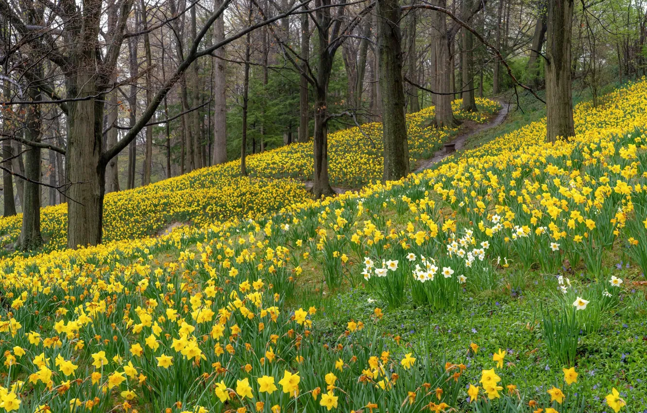 Photo wallpaper forest, flowers, spring, daffodils