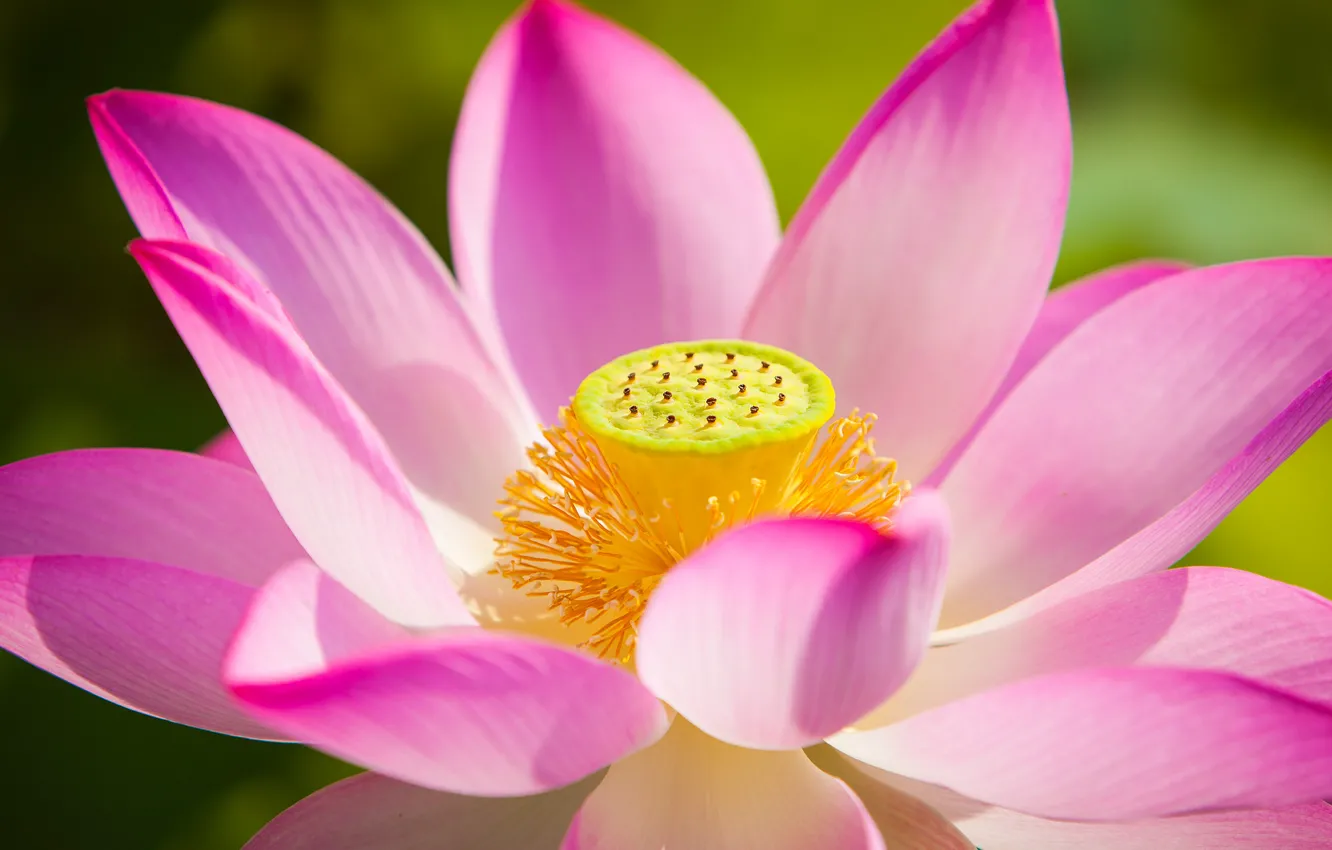 Photo wallpaper flower, petals, Lotus