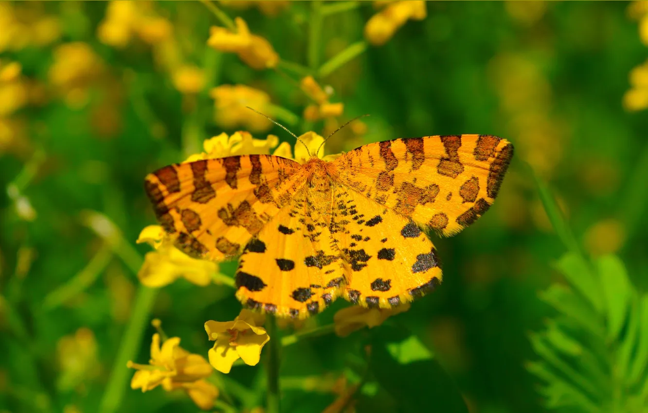 Photo wallpaper macro, butterfly, butterfly, macro