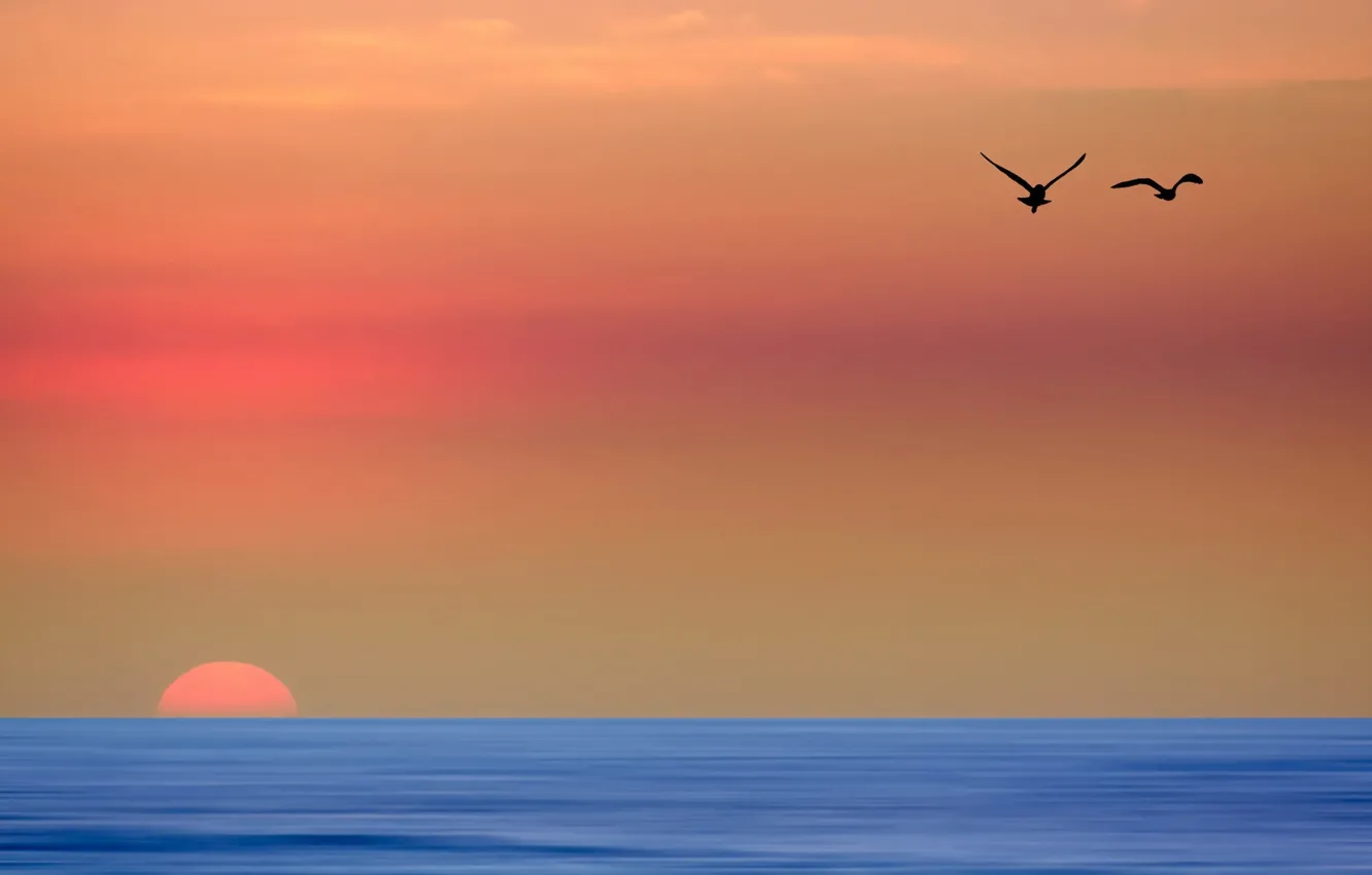 Photo wallpaper sea, landscape, sunset, bird