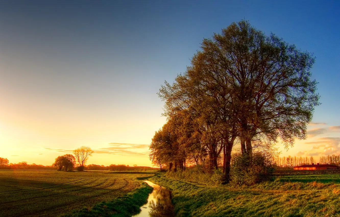 Photo wallpaper field, the sky, trees
