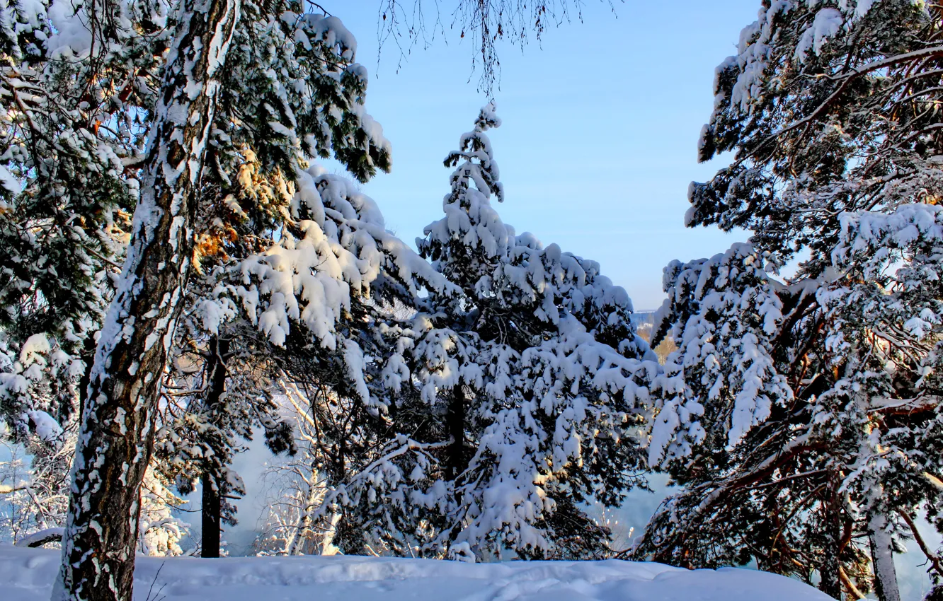 Photo wallpaper winter, forest, the sky, snow, trees, spruce