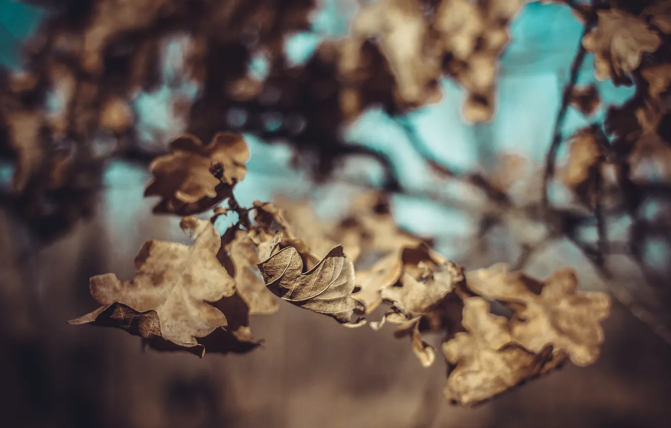 Photo wallpaper autumn, forest, glare, sun., Ishmael