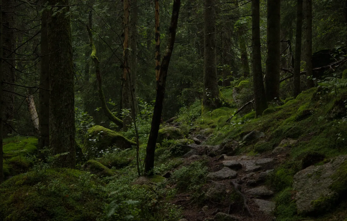 Photo wallpaper forest, trees, nature, moss