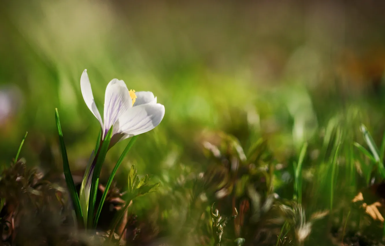 Photo wallpaper flower, grass, nature, spring, primrose, Krokus