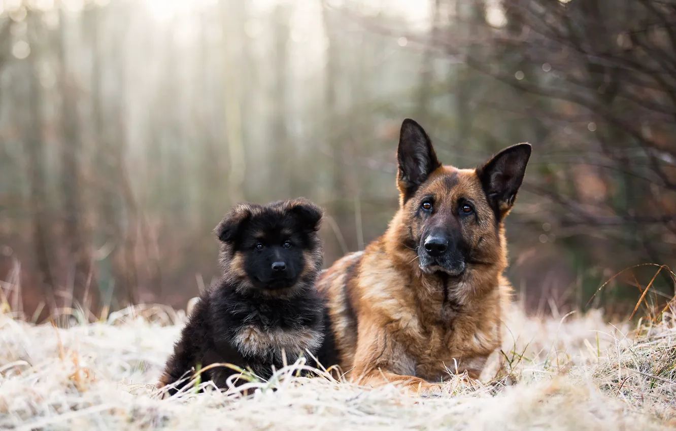 Photo wallpaper nature, each, dog