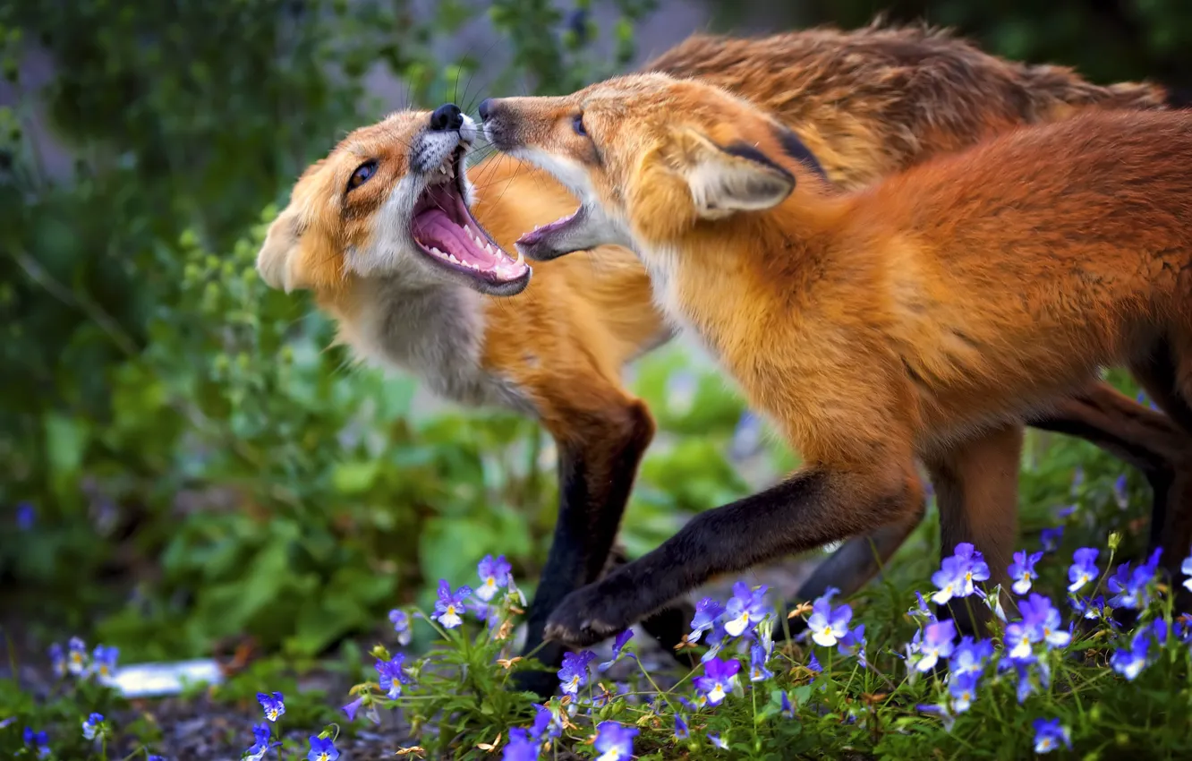 Photo wallpaper grass, flowers, blue, the game, two, Fox, red
