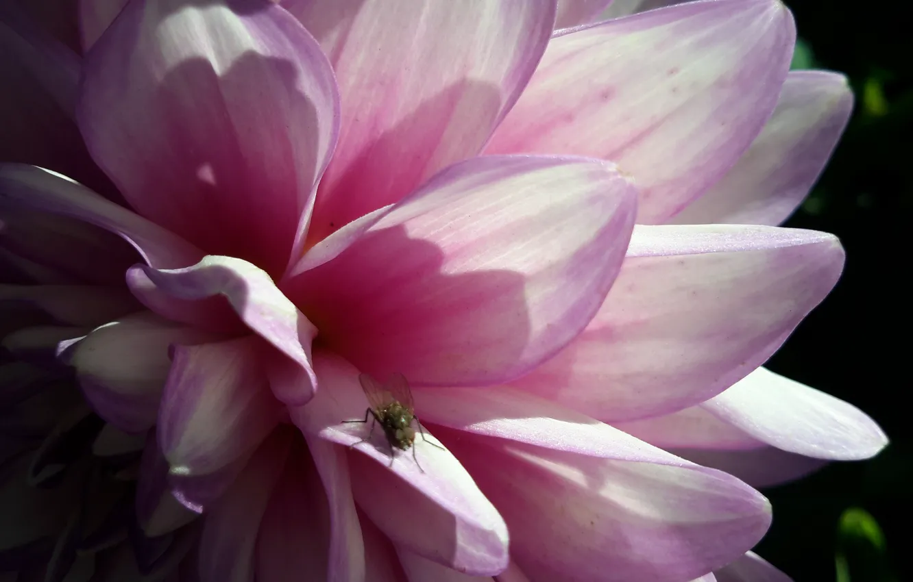 Photo wallpaper summer, macro, flowers, fly, pink, Dahlia