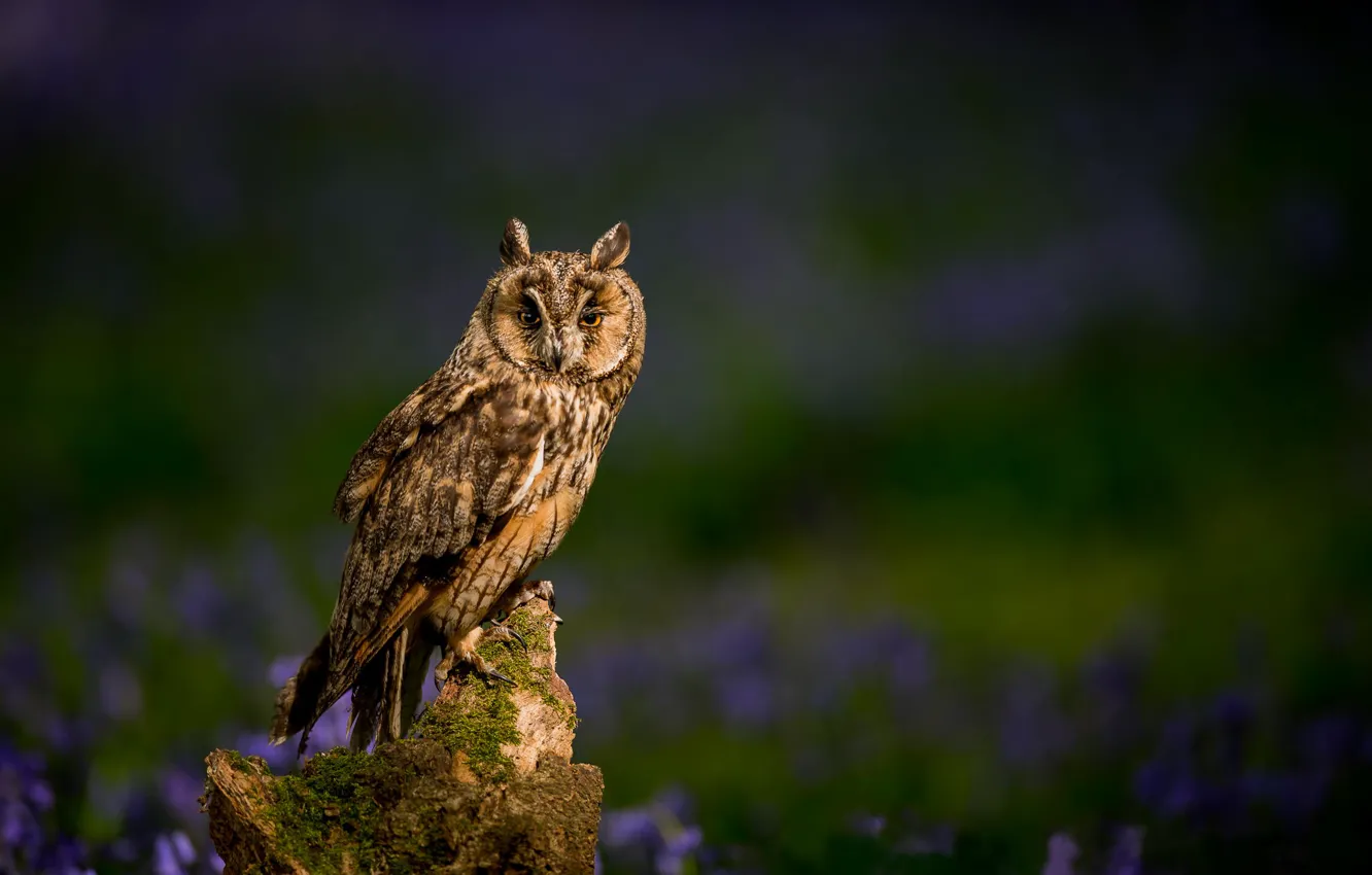 Photo wallpaper flowers, nature, bird, stump, blur, Long-eared owl