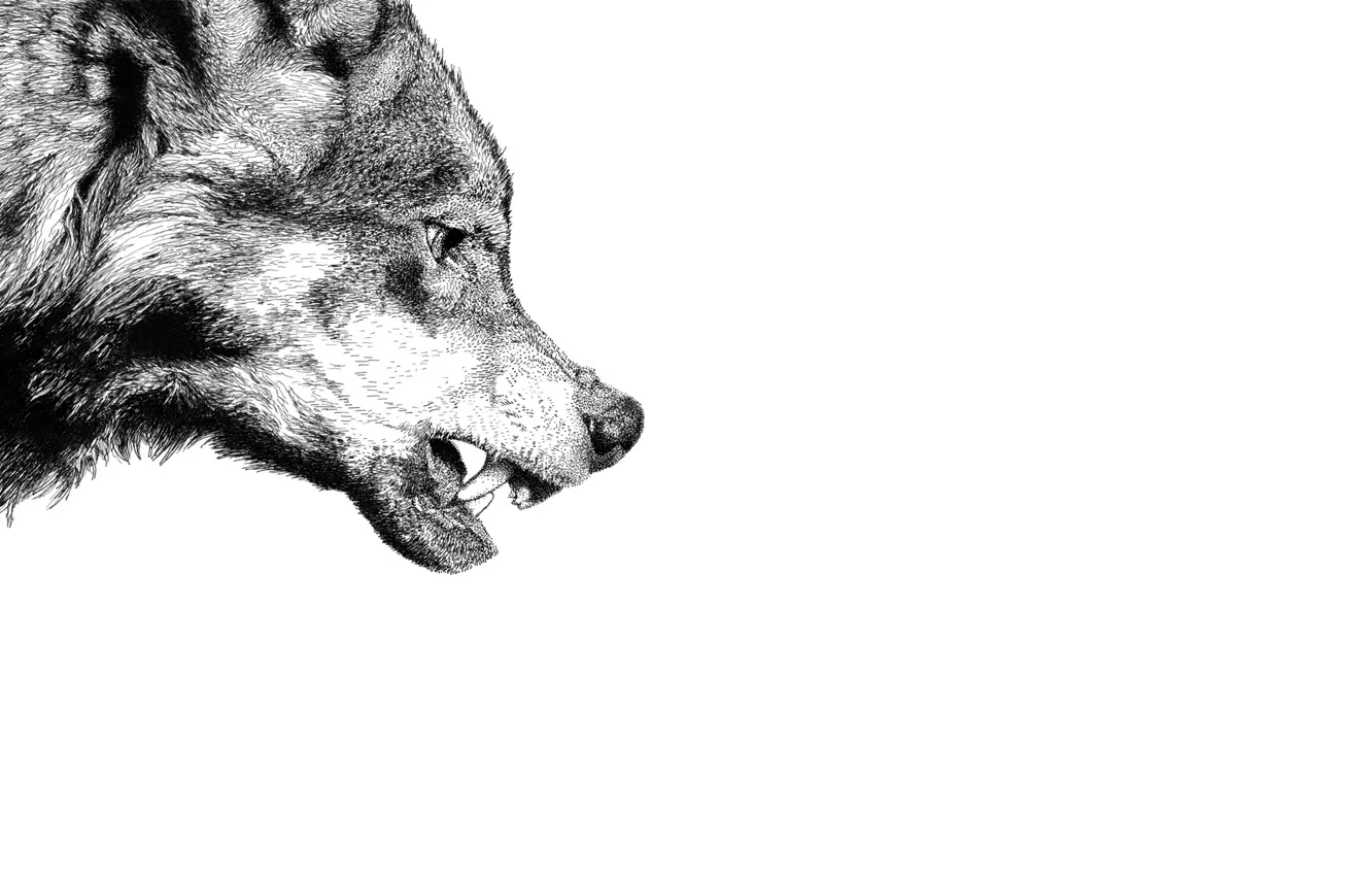 Photo wallpaper wolf, predator, mouth, fangs