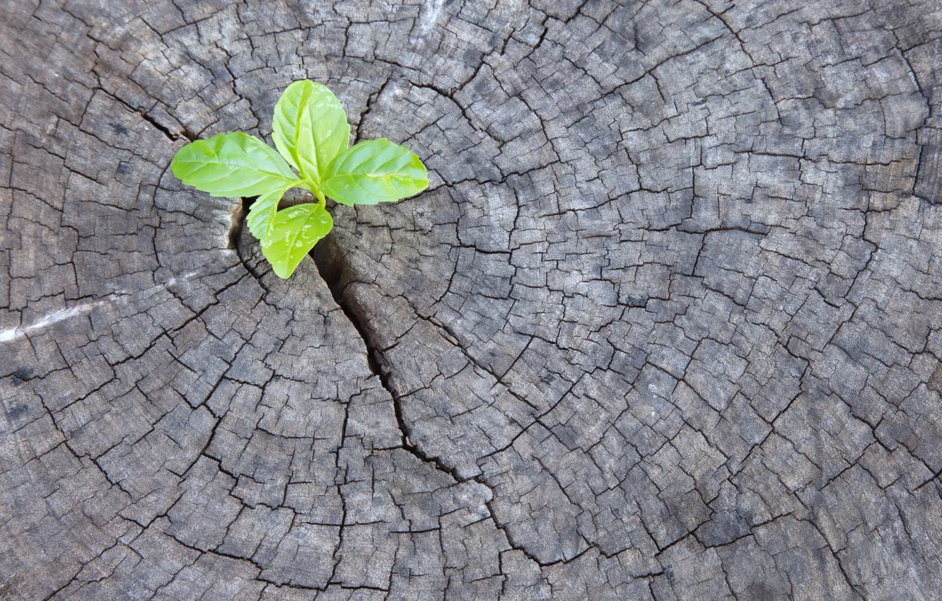 Photo wallpaper wood, leaves, plant
