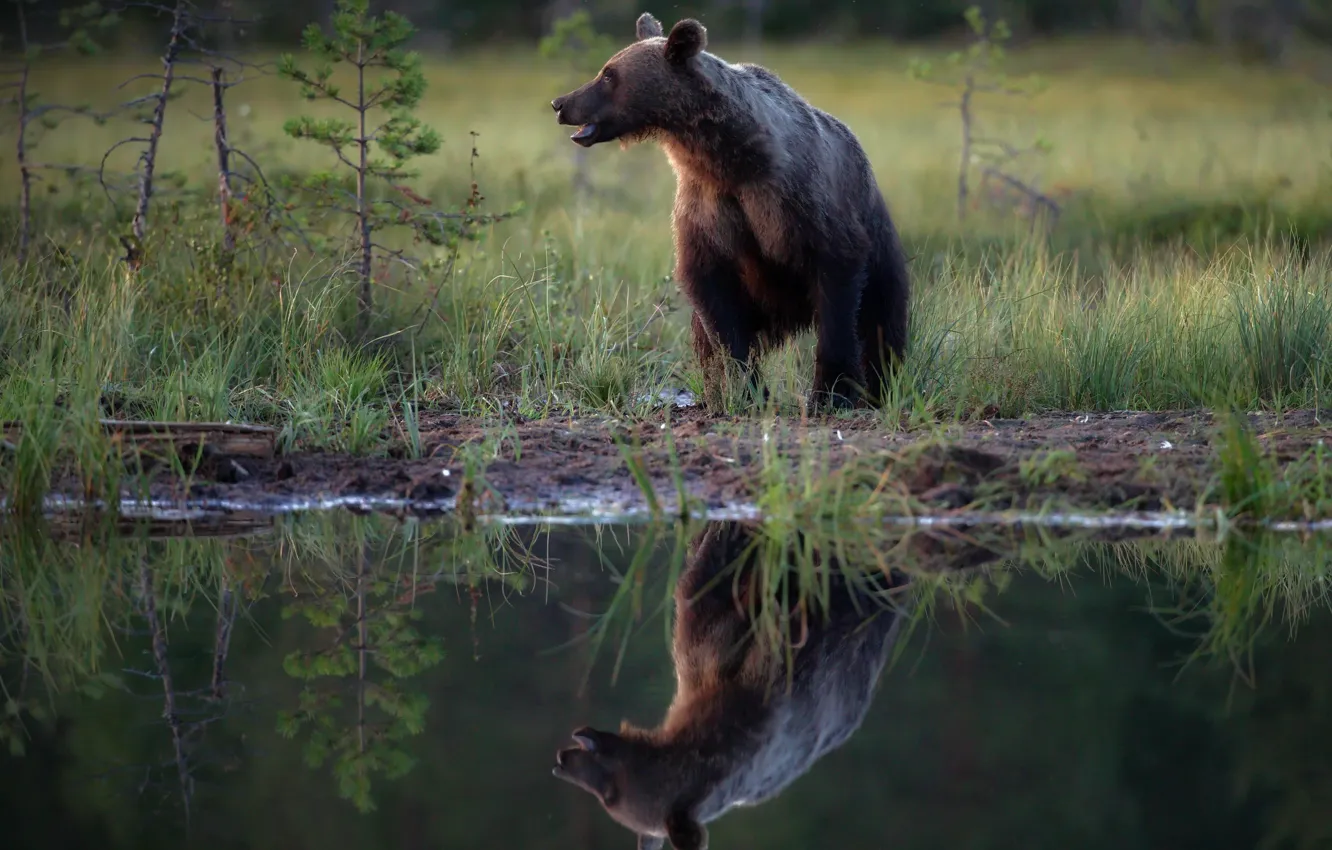 Photo wallpaper grass, nature, reflection, animal, predator, bear, profile, tree