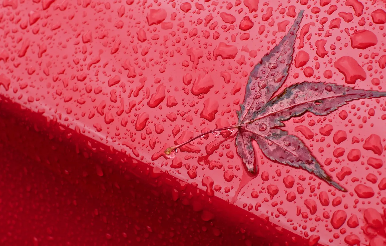 Photo wallpaper red, rain, autumn