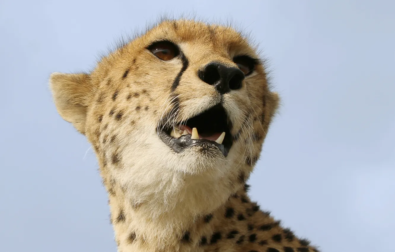 Photo wallpaper cat, look, face, Cheetah