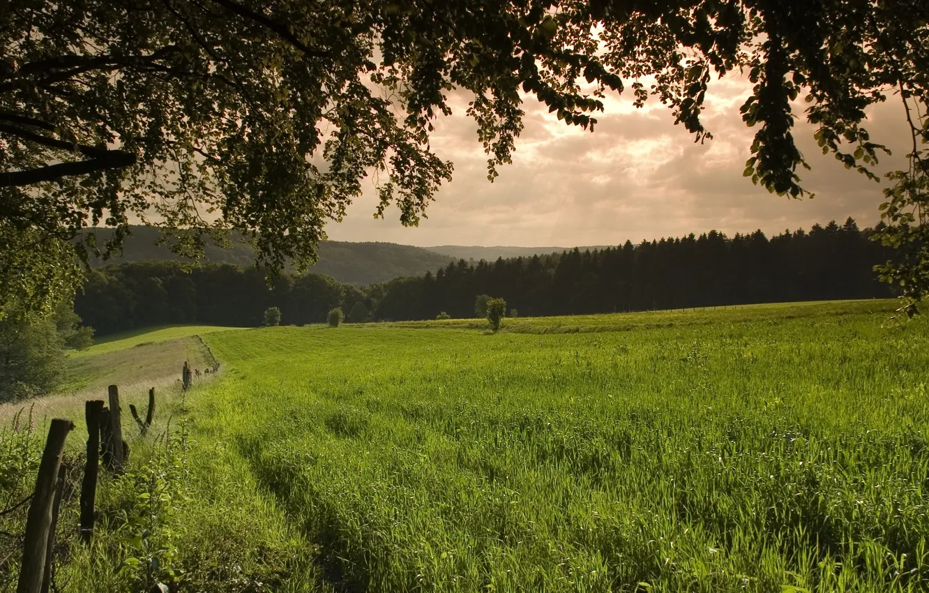 Photo wallpaper greens, grass, trees, nature, photo