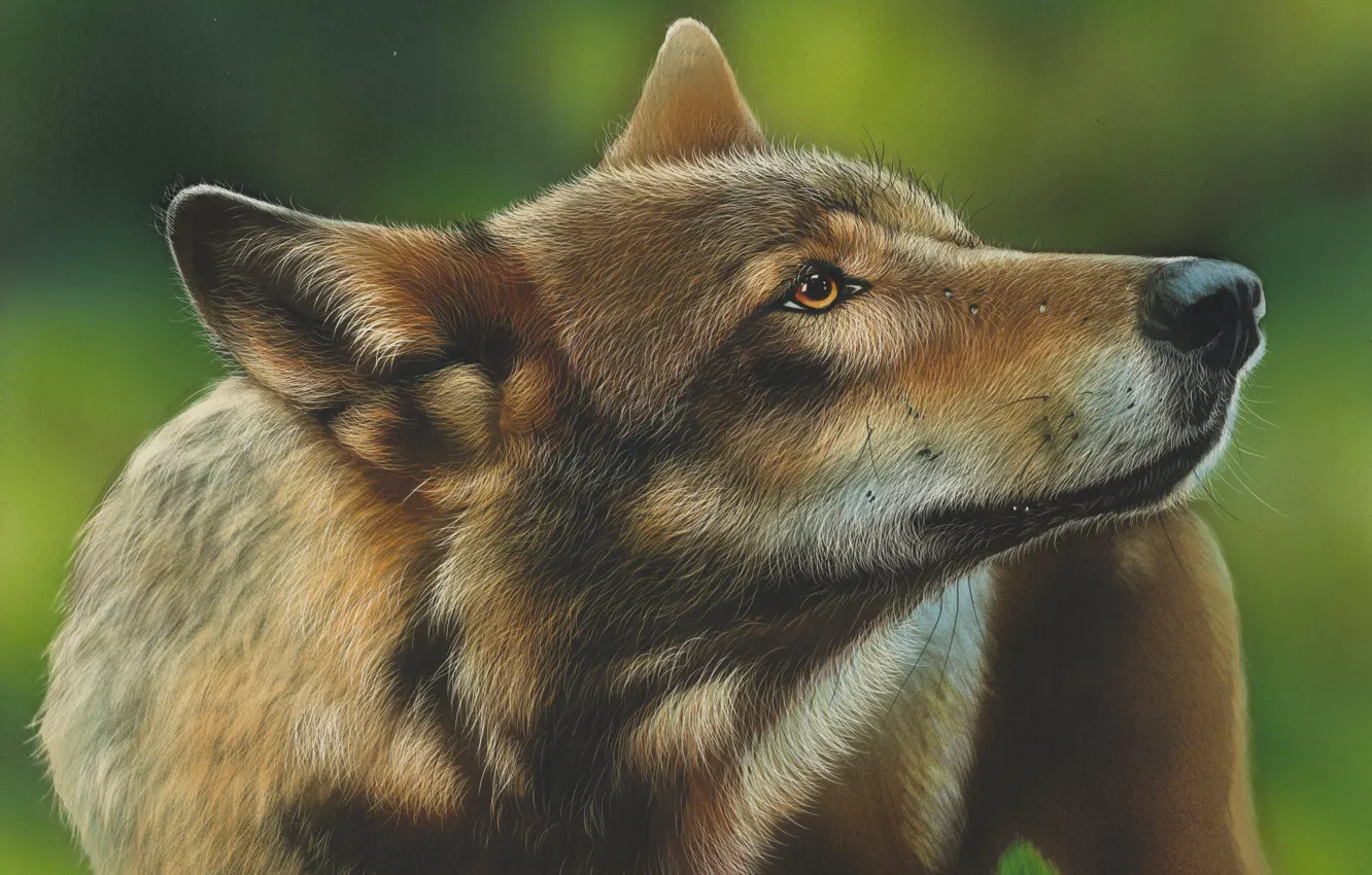 Photo wallpaper figure, wolf, by shonechacko
