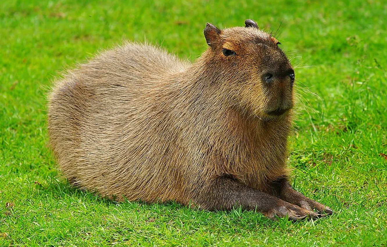 Photo wallpaper South America, Rodents, Capybara