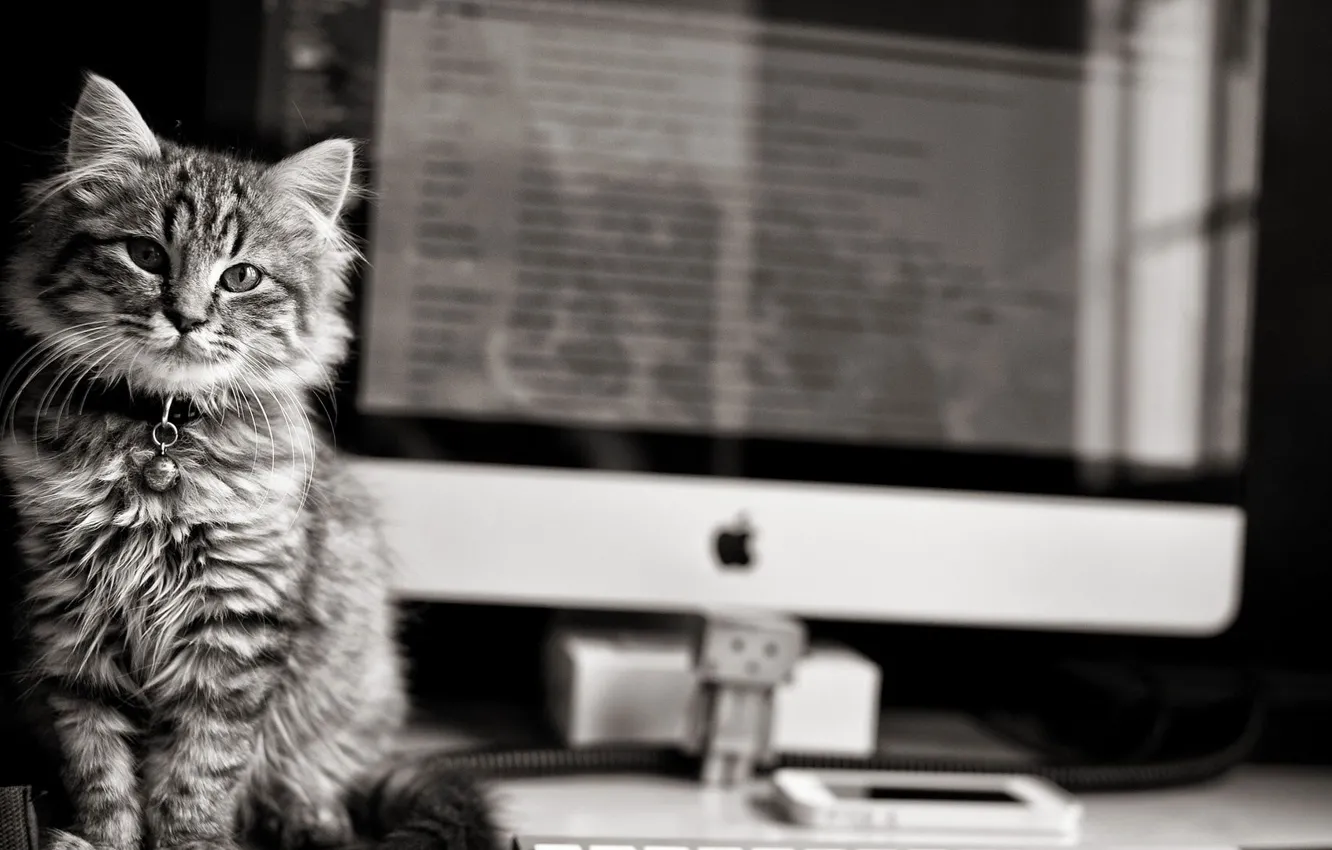 Photo wallpaper black & white, apple, eyes, computer, cat, monochrome, animal, b&w