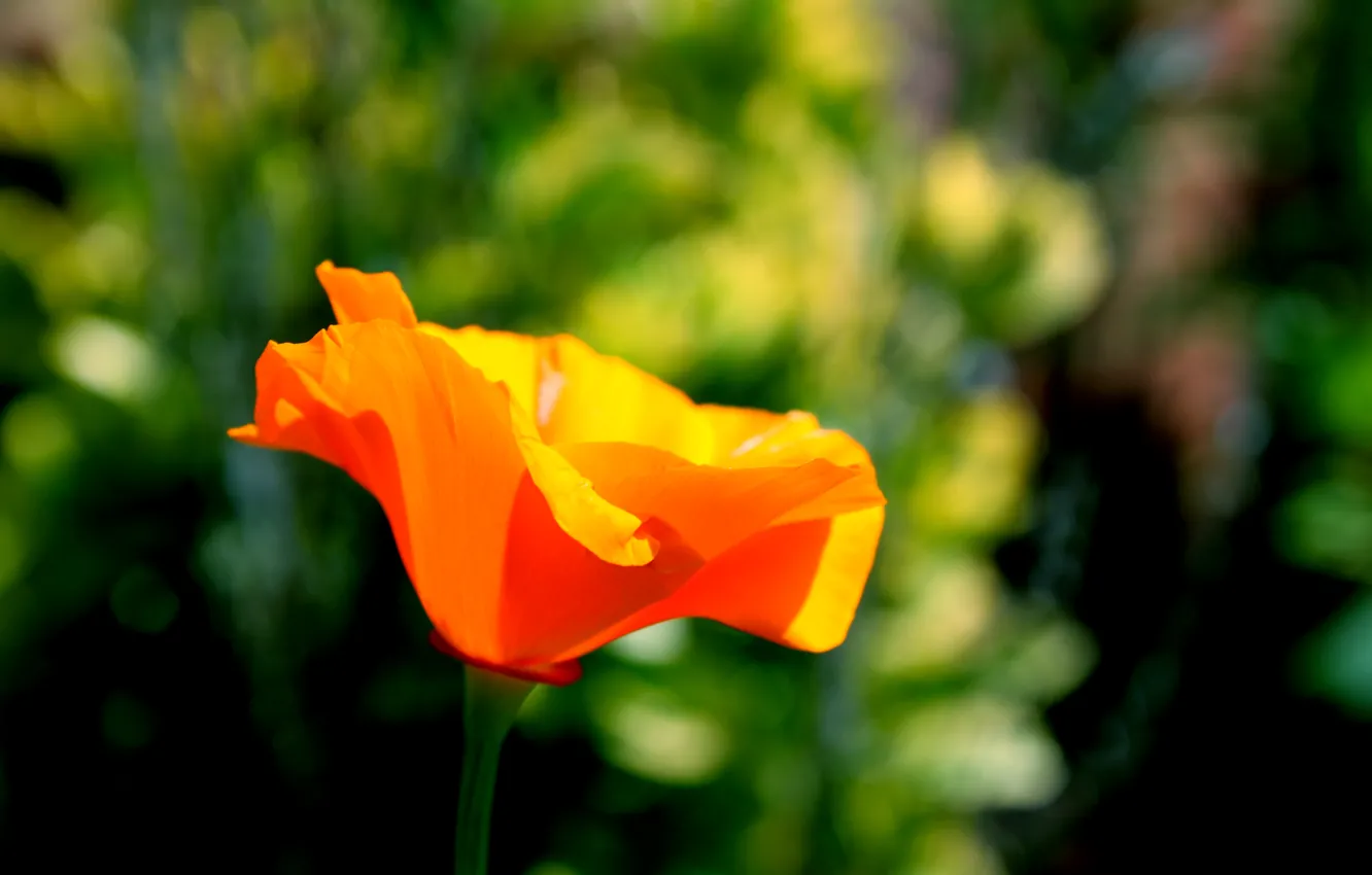Photo wallpaper flowers, orange, background, widescreen, Wallpaper, blur, petals, wallpaper