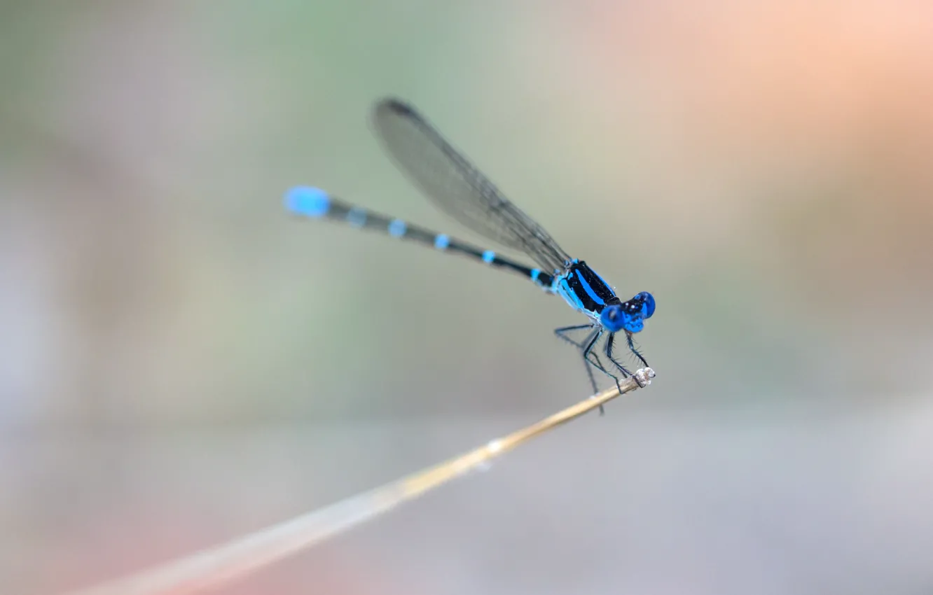 Photo wallpaper wings, dragonfly, stem, wings, dragonfly, stalk, blue ring, blue rings
