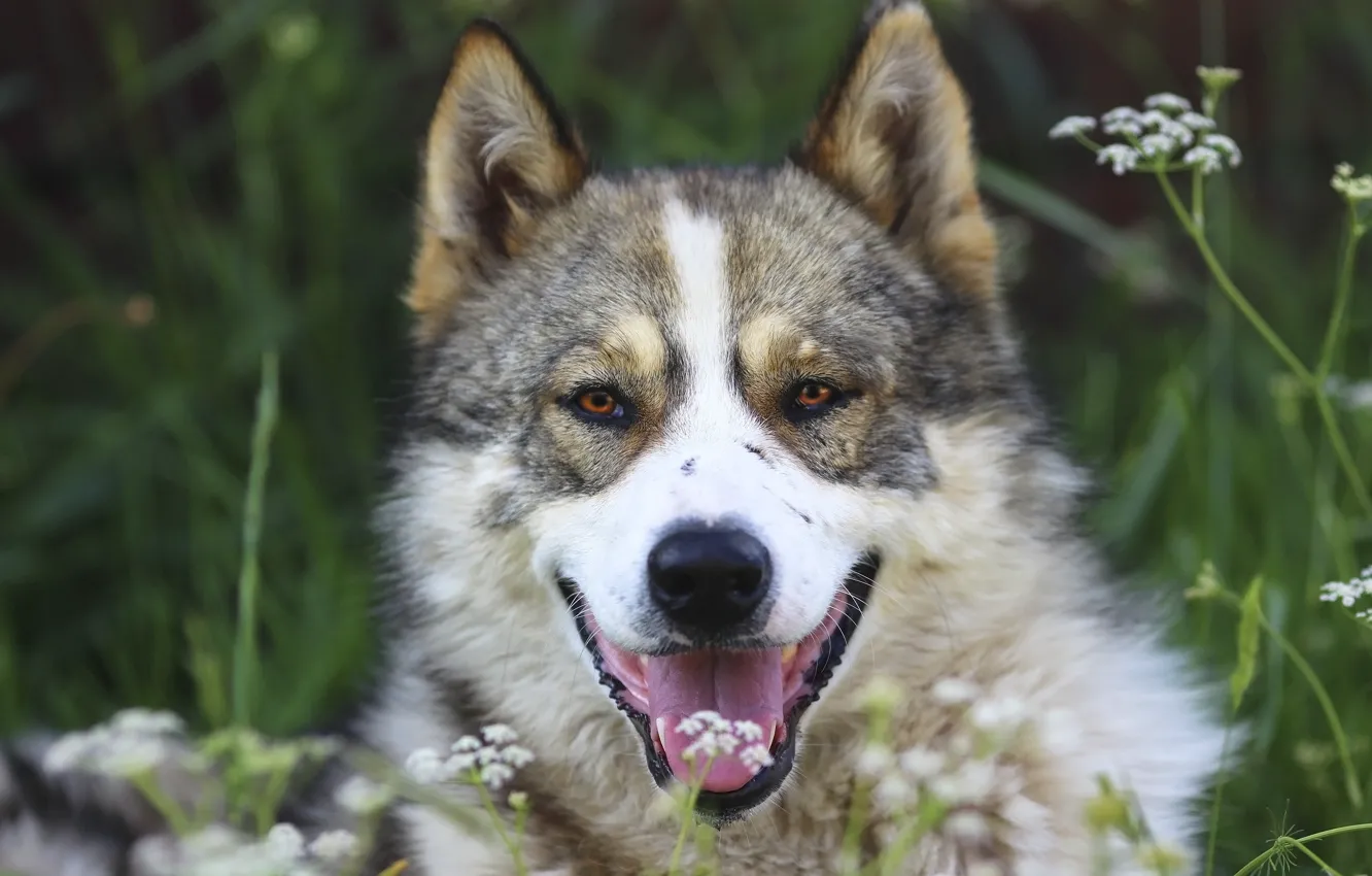 Photo wallpaper language, each, dog