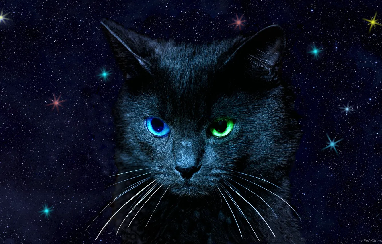 Photo wallpaper cat, the sky, eyes, color, stars, different