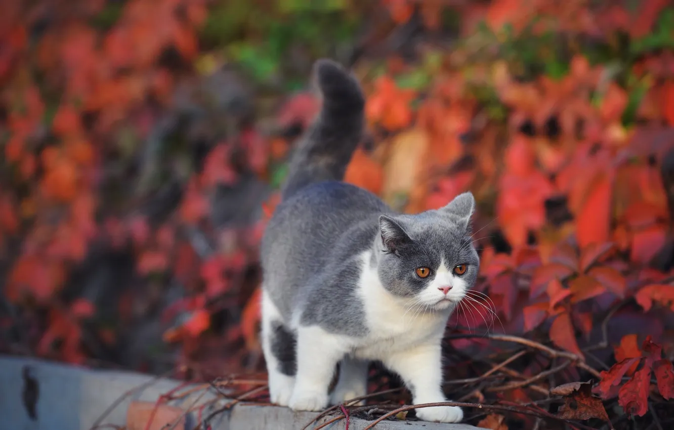 Photo wallpaper autumn, cat, cat, look, leaves, branches, nature, pose