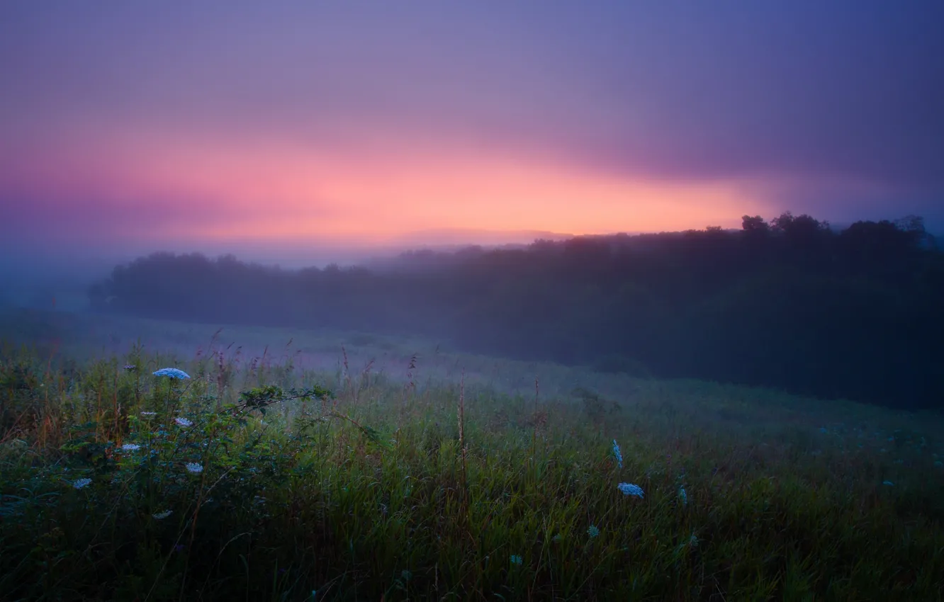 Photo wallpaper summer, fog, Rosa, dawn, morning