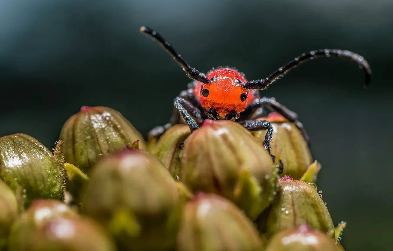 Photo wallpaper macro, beetle, insect