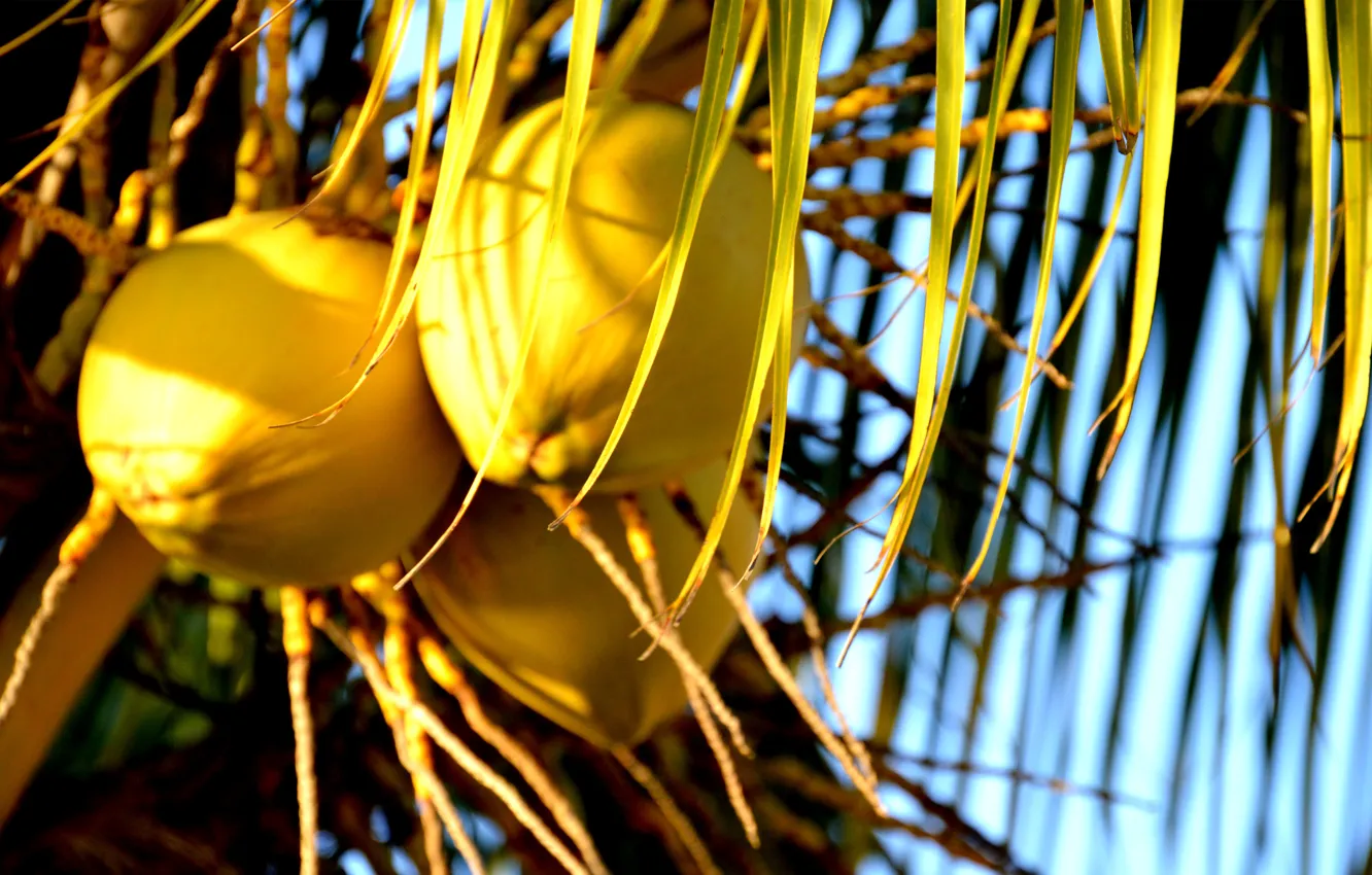 Photo wallpaper Coco, Mexico, Food