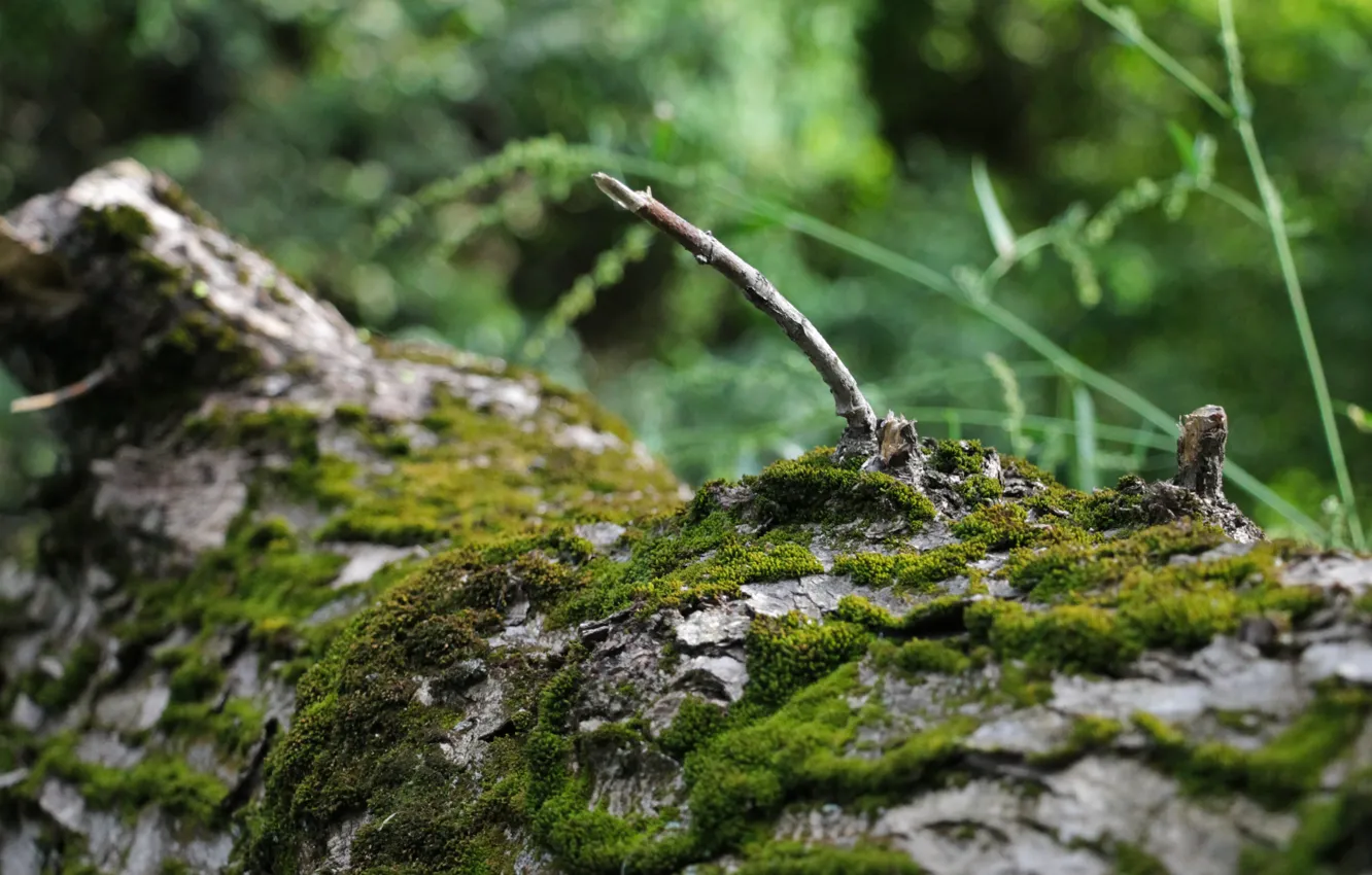 Photo wallpaper greens, trees, nature, background, Wallpaper, moss, tree bark, the branch is broken