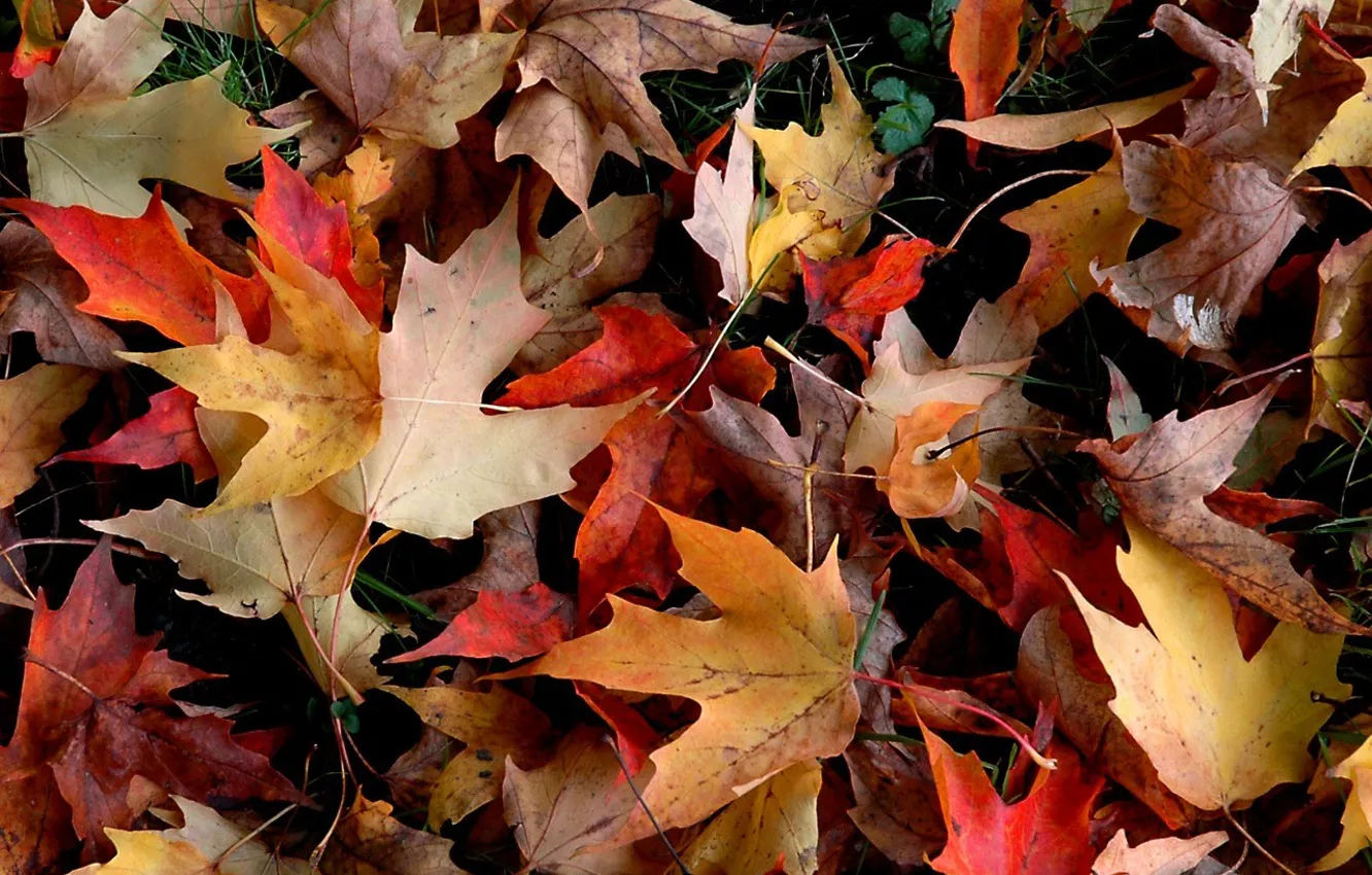 Photo wallpaper autumn, leaves, yellow, red, foliage, fallen