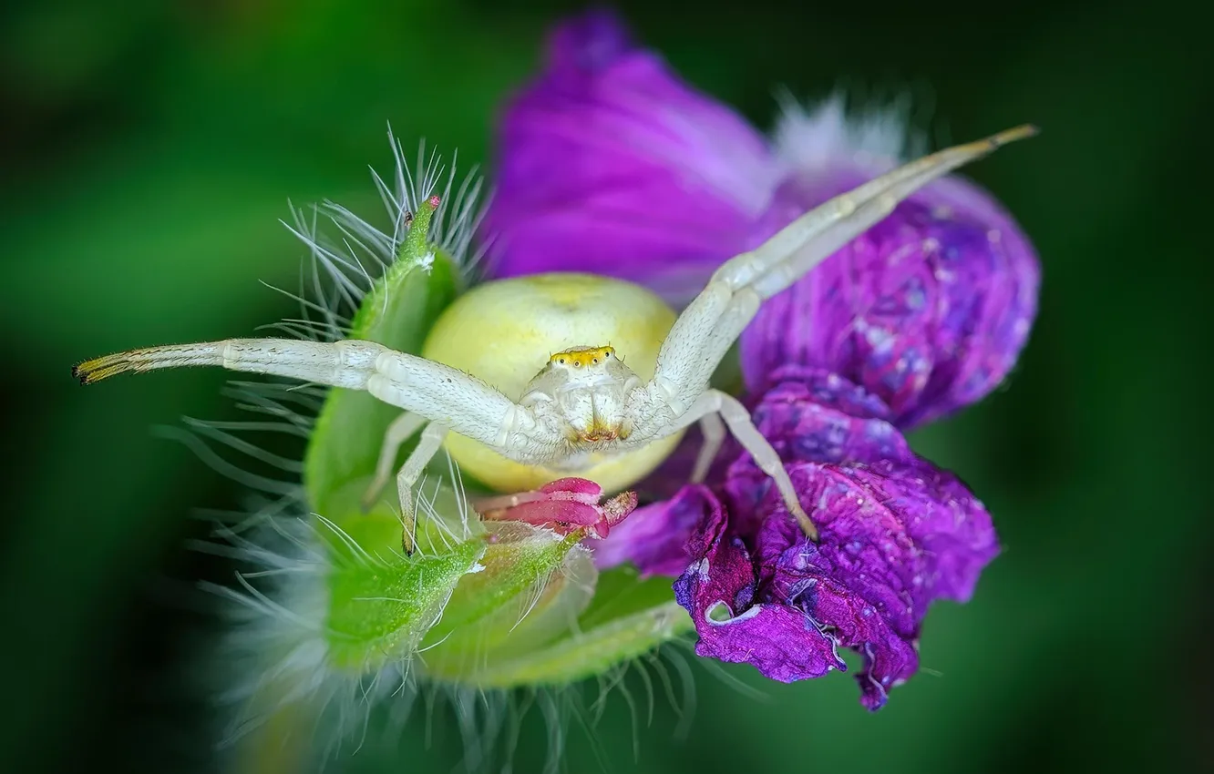 Photo wallpaper flowers, spider, hunter
