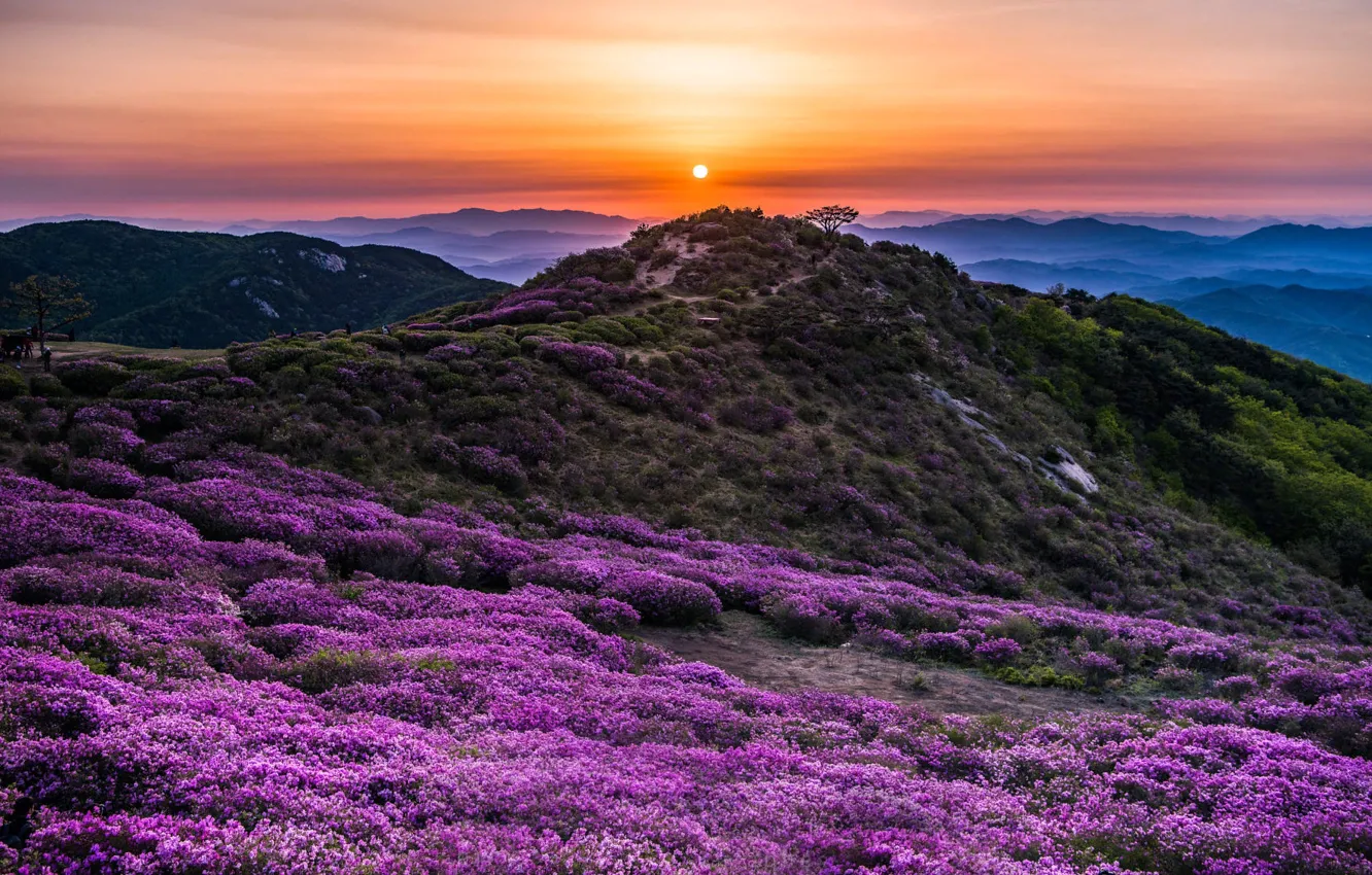 Photo wallpaper landscape, mountains, nature, valley, Korea, reserve, Hwangmaesan