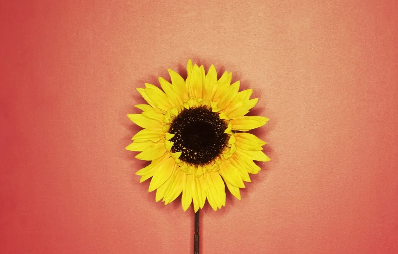 Photo wallpaper red, yellow, Sunflower