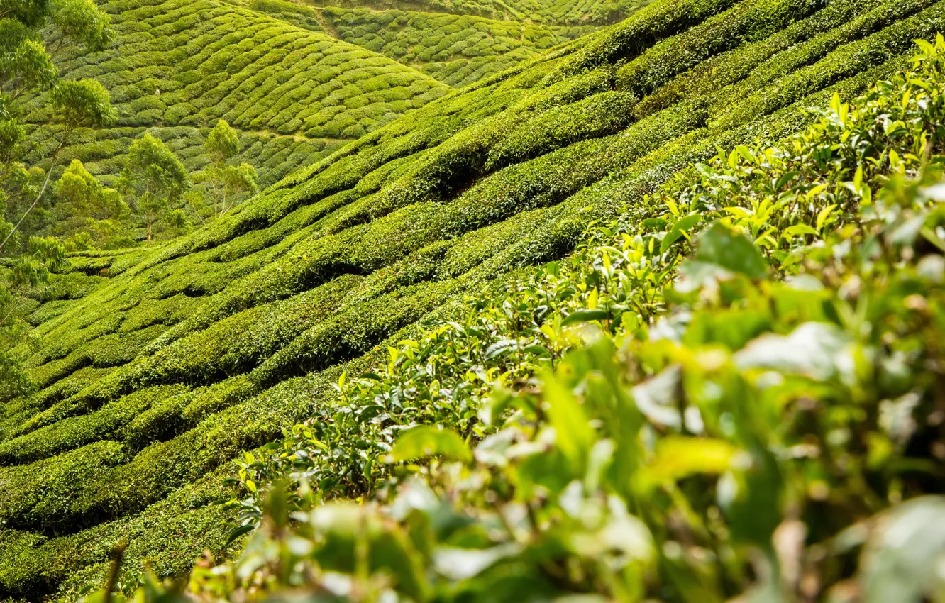 Photo wallpaper landscape, nature, hills, tea, plantation
