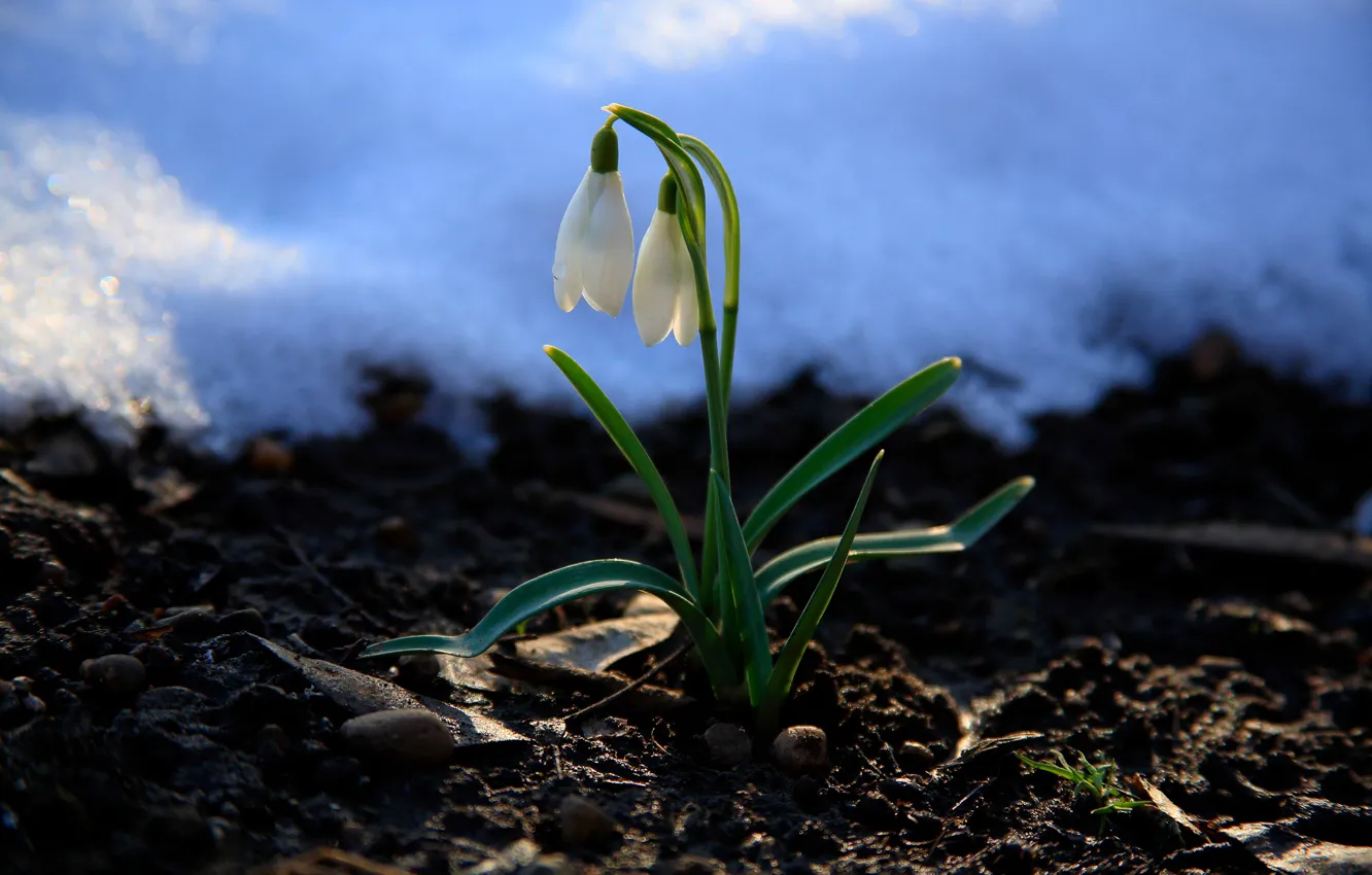 Photo wallpaper snow, flowers, nature, spring, snowdrops, primrose