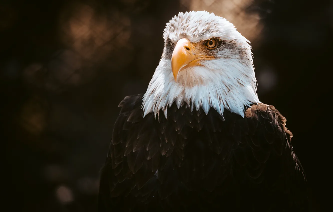 Photo wallpaper look, the dark background, bird, eagle, portrait, bald eagle