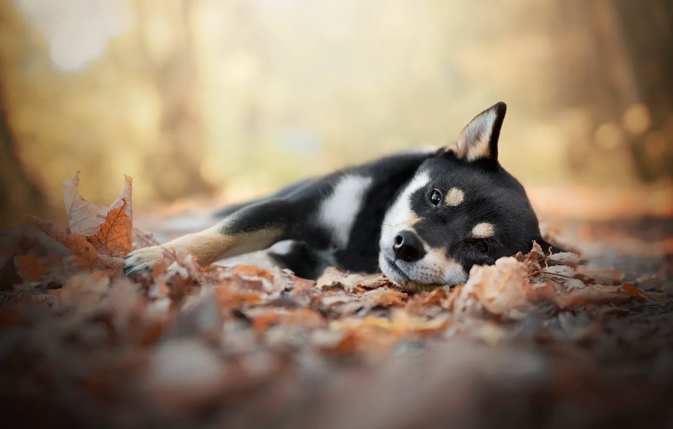 Photo wallpaper autumn, leaves, dog, puppy, lies, Shiba inu, Shiba