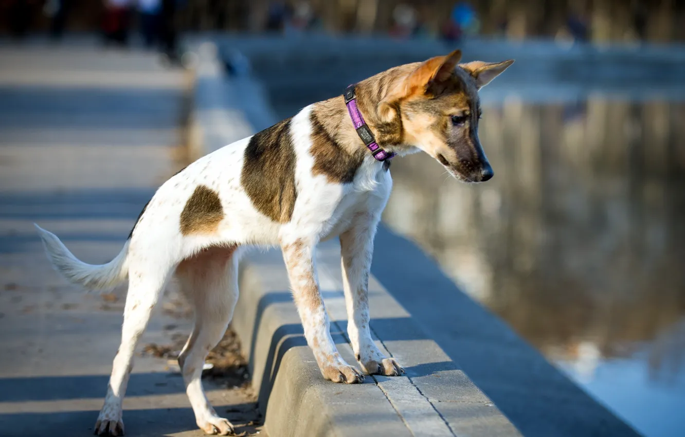 Photo wallpaper look, each, dog