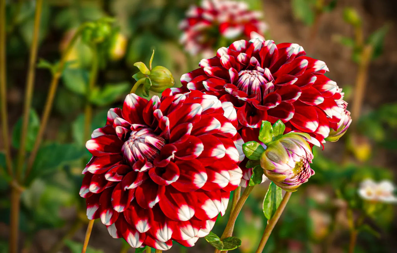 Photo wallpaper flowers, red, Duo, bokeh, dahlias, white