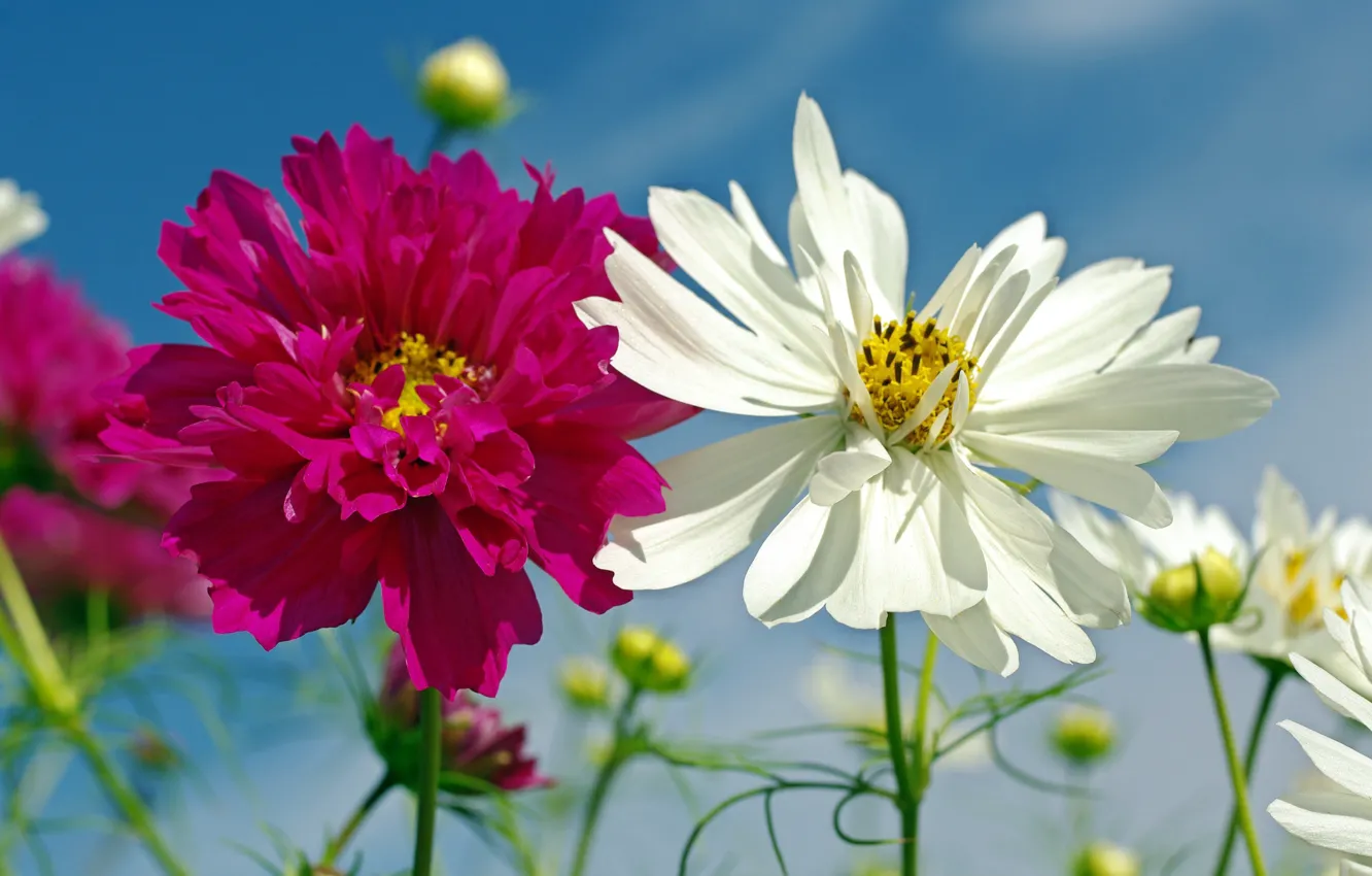 Photo wallpaper macro, flowers, kosmeya