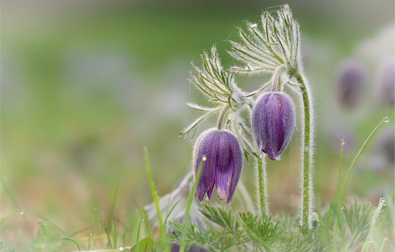 Photo wallpaper flowers, spring, lilac, anemones, cross