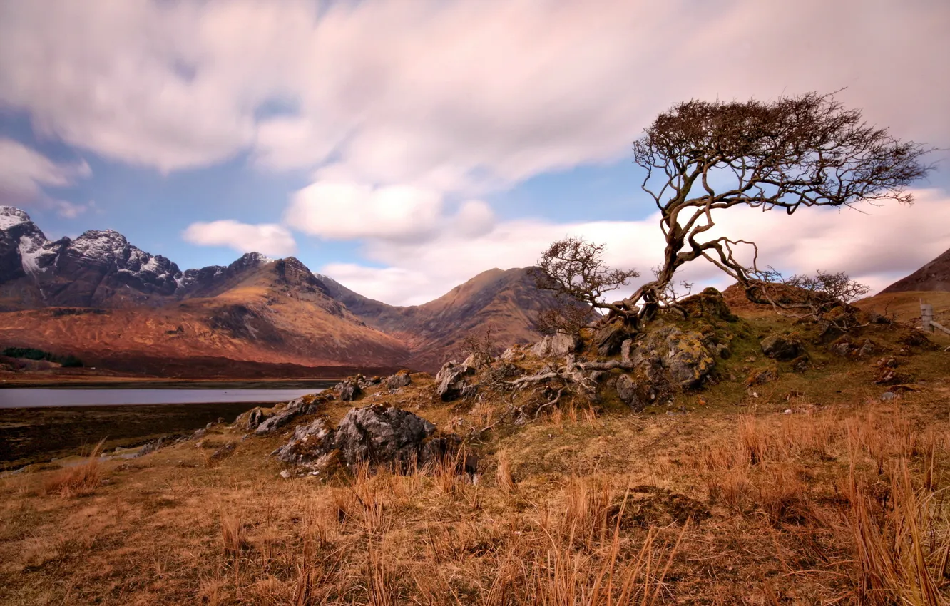 Photo wallpaper trees, landscape, mountains