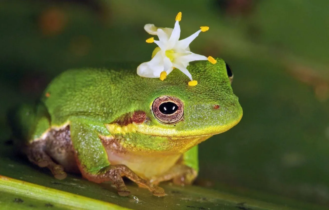 Photo wallpaper flowers, green, frog, crown, Princess