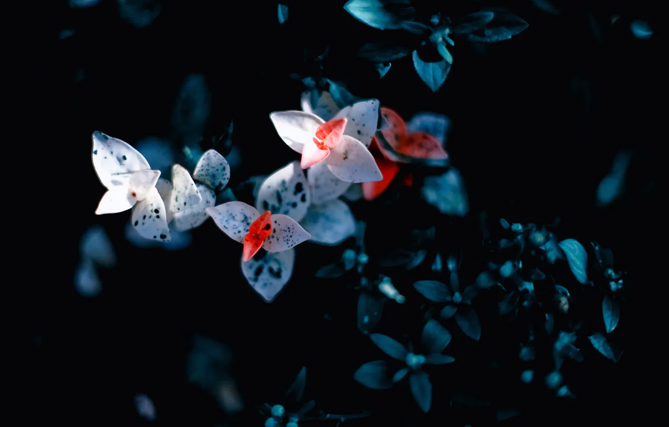 Photo wallpaper macro, flowers, the darkness, plant, petals