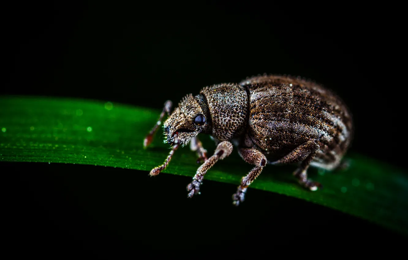 Photo wallpaper macro, insect, close-up, macro, little, insect, Egor Kamelev, by Egor Kamelev